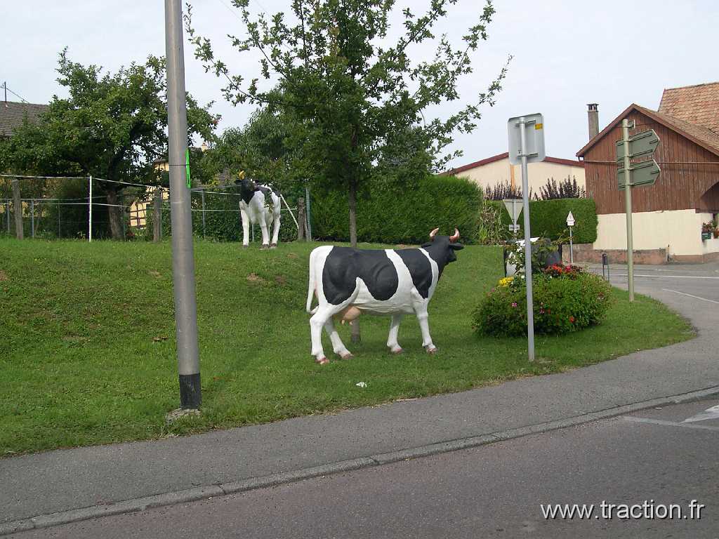 20080921 5 Vaches 01.jpg - 21/09/2008 - 68640 MUESVACHE LE BASCLUB DE VƒHICULES ANCIENS D'ALSACE-MULHOUSE - CVAAM25�mes JOURNƒES EUROPƒENNES DU PATRIMOINE